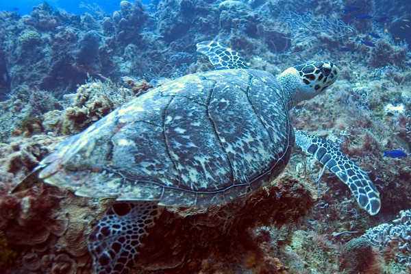 Tortuga en el bajo del diablo