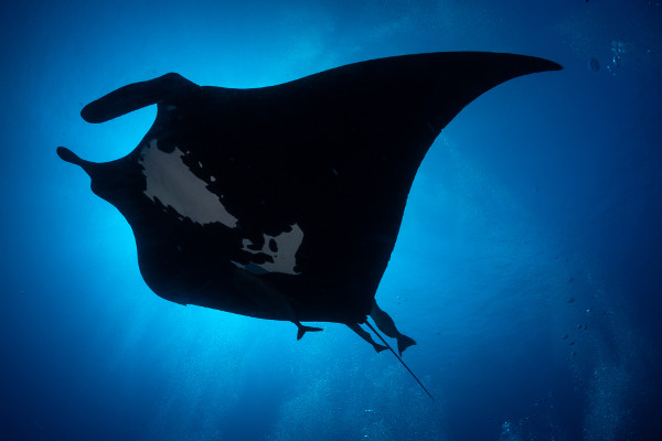 Big black Manta ray
