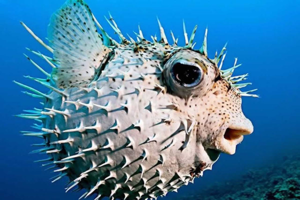 Alimentación del Tetraodontidae