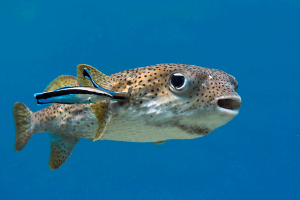 Puffer fish – behavior