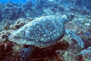 Turttle-at-the-bajo-del-diablo