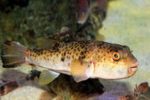 Uninflated puffer fish