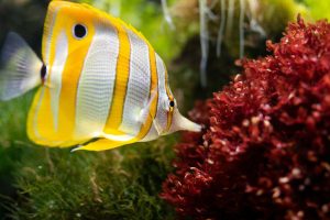 colored-fish-at-Cano-Island-Biological-Reserve