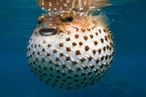 inflated puffer fish