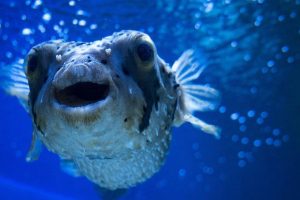 pufferfish eating