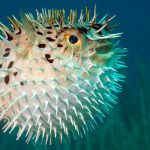 puffer fish how to reproduce