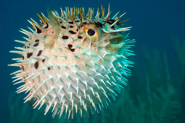 puffer fish how to reproduce