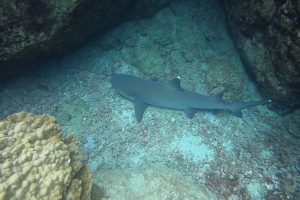 white-tip-shark-at-Cano-Island-biological-reserve
