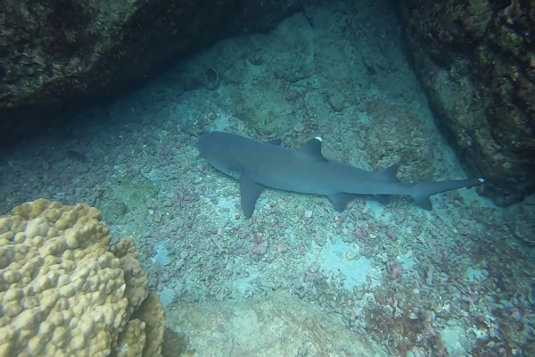 white-tip-shark-at-Cano-Island-biological-reserve - Costa Rica Dive and ...