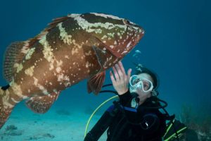 nassau grouper fish