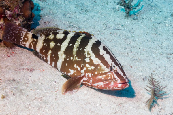 nassau grouper- fishes in danger of extintion