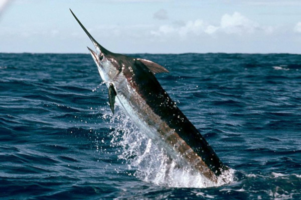 pez marlin entre las cinco especies de peces en peligro en extinción