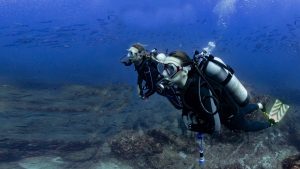 two divers watching school fish