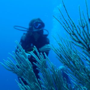 Diver at Caño Island exploring the reef
