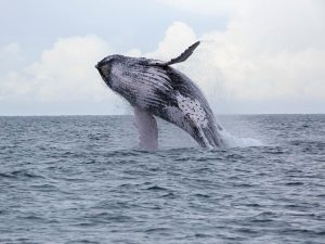 jumping whale costa rica