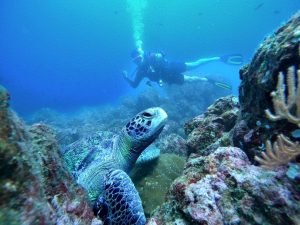 diver watching a sea turttle