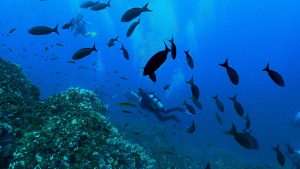 discover scuba diving course