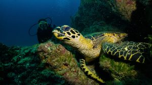 scuba diving in costa rica turtle