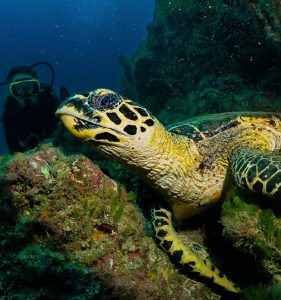 turtleturtle