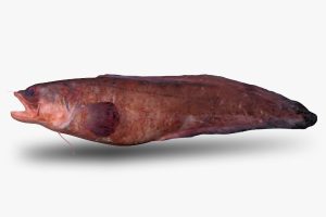 brotula-fish