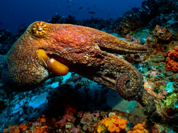 Scuba Diving Tour in Costa Rica Octopus