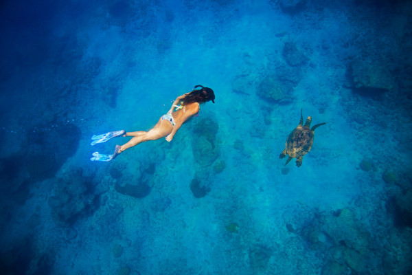 Snorkeler watching a turtle