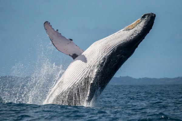 Humpback whale jumping out of the water in costa rica