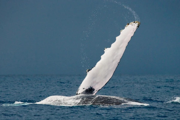 Humpback whale greeting
