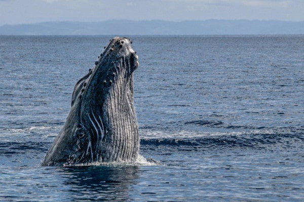 Humpback whale taking air out of water