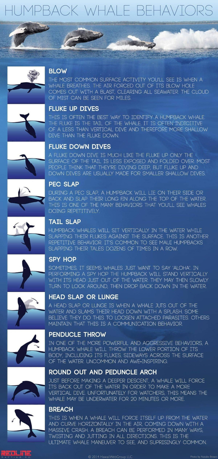 Why Humpback Whales Breach - Costa Rica Dive and Surf