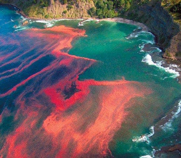 porque se producen las mareas rojas