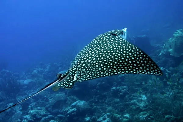 sea animals in costa rica - eagle ray