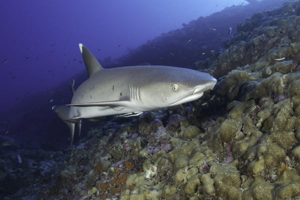 animales marinos - Tiburón de arrecife de punta blanca