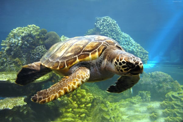 Tortuga marina en Costa RIca