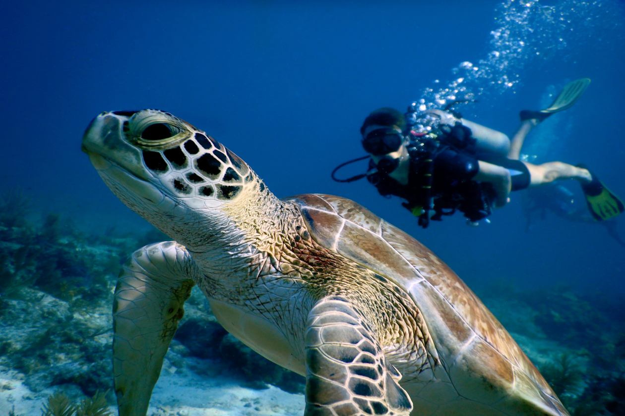 Buceador observando a una tortuga marina en costa rica