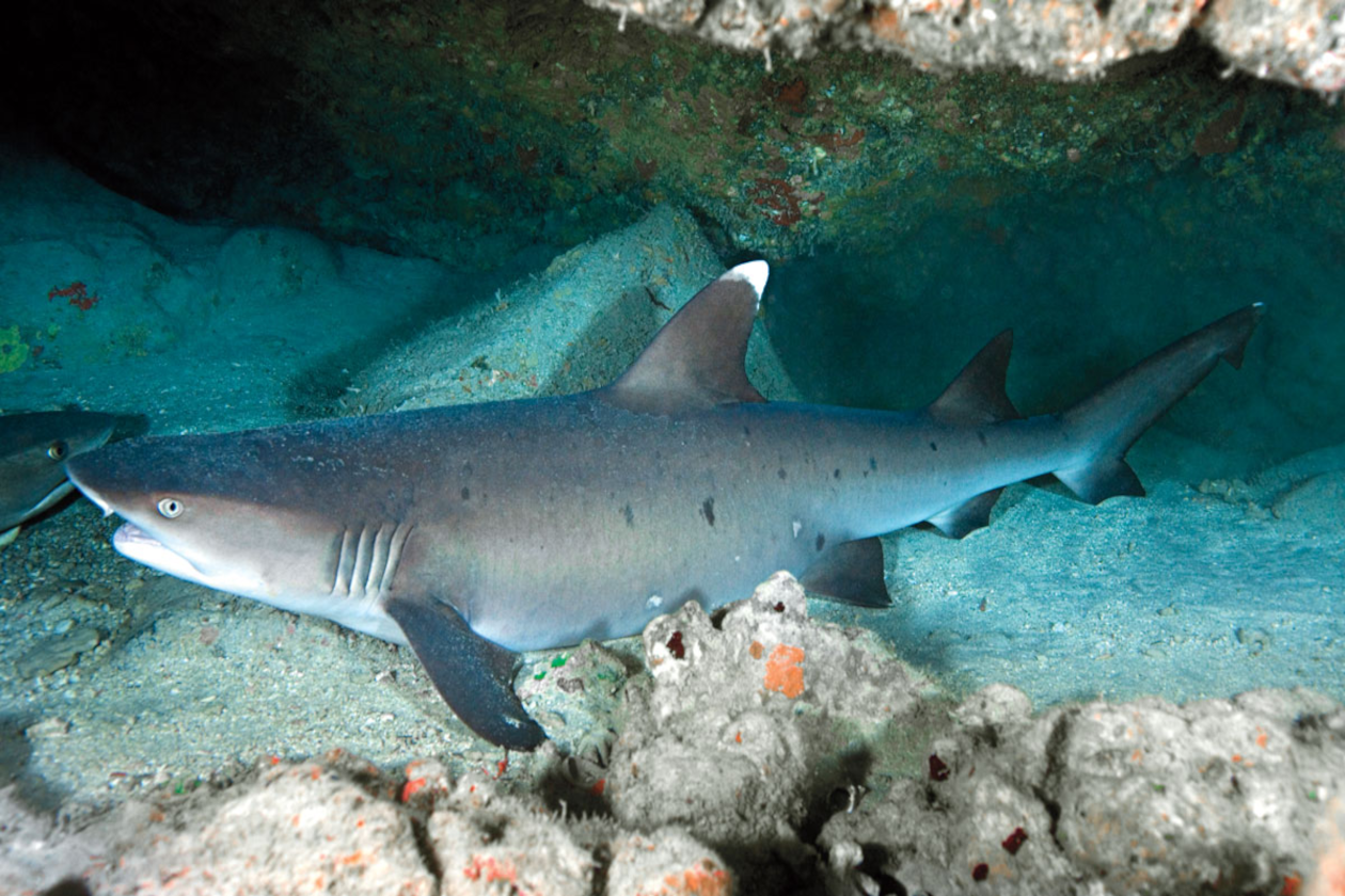 whitetip shark in costa rica 