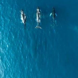 Humpback Whale Watching Tour in Uvita