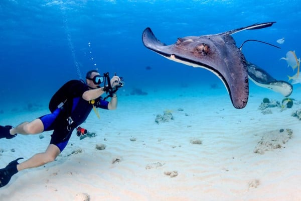 buceo en las maldivas- buzo fotografiando a una mantarraya