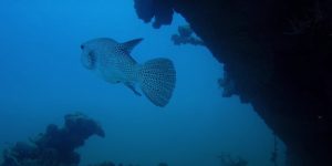 best-diving-maldives-shipwreck