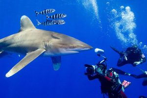 best-place-to-shark-diving