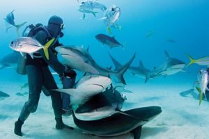 best-scuba-diving-in-the-bahamas