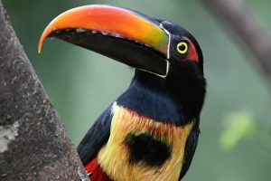 birds of costa rica