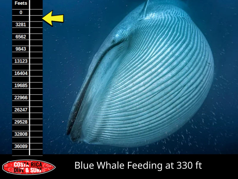blue whale feeding
