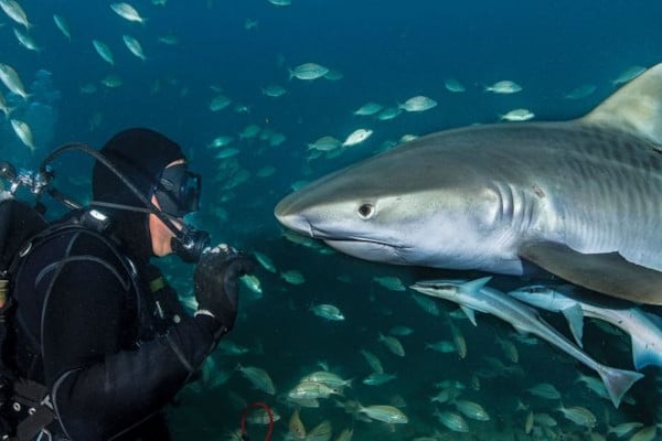 bucear con tiburones en florida