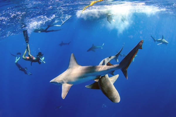 bucear con tiburones en hawai