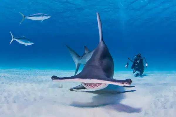 Buceo en bahamas - tiburon martillo