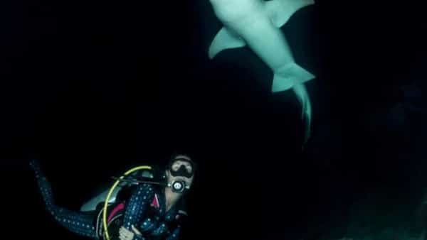 buceo en las madivas - observando a un tiburón durante el buceo nocturno