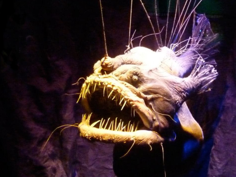 Anglerfish at the mariana trench