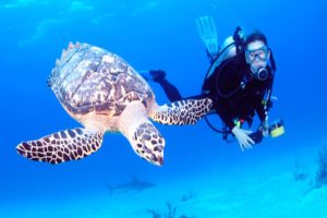 diving-in-nassau-with-a-turttle