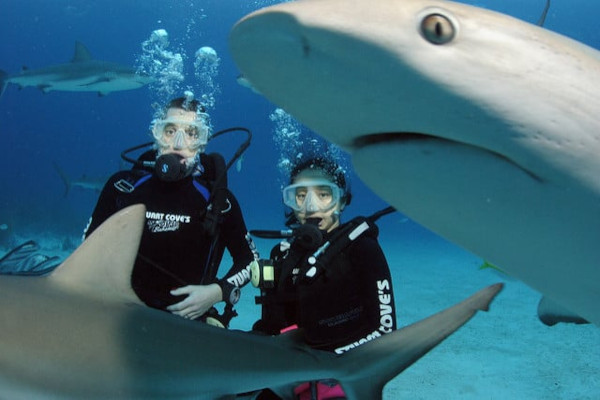 Diving in Bahamas with sharks